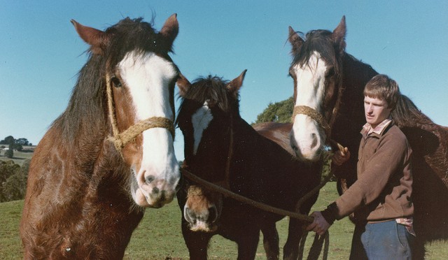 Draught horses in modern agriculture